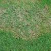 Just get the right product and your weeds will be taken care of, and amazoy zoysia will help prevent them from coming back. 1