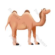 A camel is a large mammal, with on or two humps on its back : Desert Mammal Camel Png Images Psd Free Download Pikbest