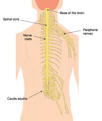 A tight lower back can lead to more serious problems. Peripheral Nerve Disorders Diagnosis And Treatment Columbia Neurosurgery