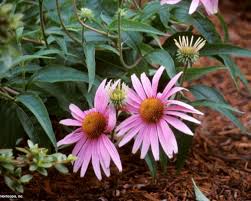 We did not find results for: Magnus Coneflower Hgtv