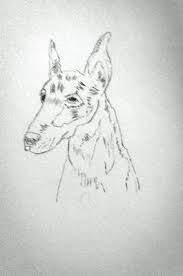 Doberman pinscher information including personality, history, grooming, pictures, videos, and the akc breed standard. My First Tiger And Raccoon Drawings And Painting And A Doberman Pincher Drawing