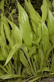 Image result for Pseudopodospermum hispanicum