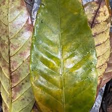 Image result for Funtumia africana