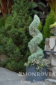 Image result for spiral cut juniper trees