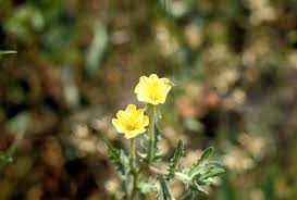 Image result for Onagraceae