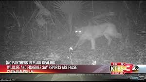In 2011, ldwf and partners (louisiana wildlife and fisheries foundation and chevron) began a project to return whooping cranes to the state for the first time since 1950, releasing 10 juvenile cranes into the wild at. Panthers In Plain Dealing News Ktbs Com