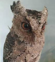 Sama seperti namanya, burung hantu jenis ini hidup di daerah bersalju, misalnya asia bagian utara dari namanya saja sudah menjelaskan apa warna dari burung hantu yang satu ini. Burung Hantu Yang Menakutkan Namun Cantik Steemit