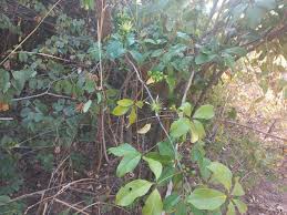 Image result for Ritchiea