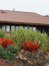 Image result for Pandanus sp. B