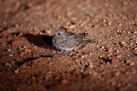 Der ziegenmelker (caprimulgus europaeus) ist ein vogel den man selten zusehen bekommt. Ziegenmelker Stockfoto Bild Von Vogel Eingeburgert 83024856