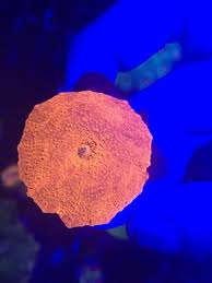 There are several color variations of the bounce mushroom. Cheep Corals Nj Reef Club