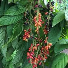 Image result for Lepisanthes