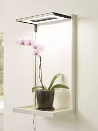 Can orchids live in low light? Keep Orchids Beautiful And Blooming Year Round