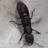 It's a newly discovered beetle that hitchhikes on ants by clamping its jaws around their waists. Https Encrypted Tbn0 Gstatic Com Images Q Tbn And9gcr64mavb2m8fbkkydwuvaac6jhajg0hrotu9ceo2wksd3bu4lyz Usqp Cau