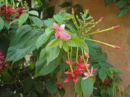 Image result for Combretaceae