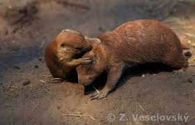 Image result for Cynomys ludovicianus obrázek