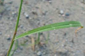 Image result for Echinochloa colona