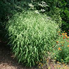 Image result for Chasmanthium latifolium