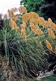 Image result for Cortaderia