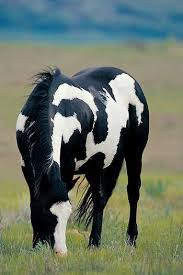 Beautiful Black And White Mustang Horse Pin On Animals