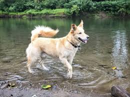 The golden retriever husky mix is an adorable and loving dog with plenty of energy and a personality that makes him fun and easy to be around. 30 Handsome Husky Mixes The Siberian Husky Mix Guide