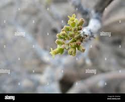 Image result for Commiphora mombassensis