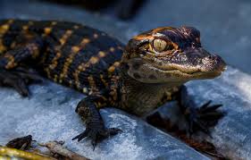 Maybe you would like to learn more about one of these? Wallpaper Look Face Paws Baby Crocodile Cub Blue Background Alligator Reptile Crocodile Images For Desktop Section Zhivotnye Download