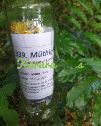 Image result for Lepidotrichilia volkensii