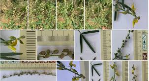 Image result for Crotalaria sphaerocarpa