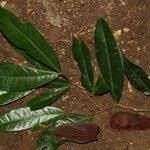 Image result for Gilbertiodendron