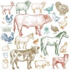 Pin On Animal