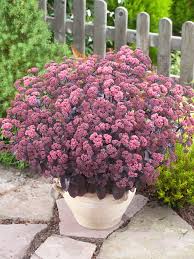 Image result for Sedum