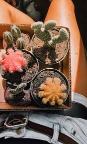 You can also upload and share your favorite cute aesthetic cactus wallpapers. 14 Pretty Cactus Aesthetic Cactus Wallpaper Iphone Aesthetic Cactus Iphone 657x1088 Wallpaper Teahub Io