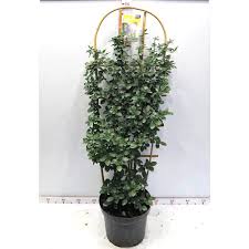 We did not find results for: Ceanothus Yankee Point Trellised 10l Pot Hedges Direct
