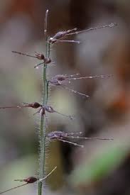 Image result for Oplismenus undulatifolius