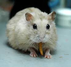 S Occuper De Son Vieux Hamster Le Hamster