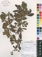 Image result for Rhoicissus digitata