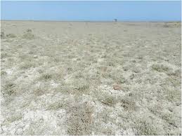 Image result for Eragrostis sclerantha