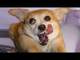 Funniest Cats And Dogs Try Not To Laugh Funny Pet Animals Life Youtube Funny Cats And Dogs Animals Funny Animals