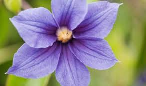 We did not find results for: Clematis That S Not Clingy Alan Titchmarsh Columnists Comment Express Co Uk