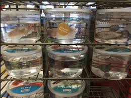 Fin rot in betta fish is normally caused by poor water conditions. New Petco Shipment Of King Bettas Betta Fish Forum