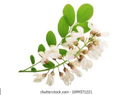 نتیجه جستجوی لغت [acacia] در گوگل