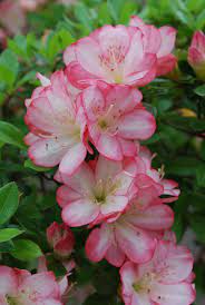 Pin On Beautiful Flower