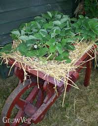 But if you've ever tried to grow this scrumptious red fruit yourself, you know that it can be tricky. How To Grow Strawberries Successfully In Containers