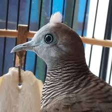 Pin Di Perkutut Katuranggan