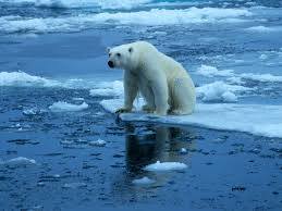 Image result for global warming photos