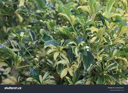 Image result for Heptapleurum actinophyllum