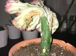 Cacti can be propagated in several ways. Coral Cactus Is Dying And I Don T Know Why Please Help