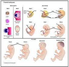 Weeks 9 12 The Fetus Reaches Approximately 8 Cm 3 2 In In Length The Head Is Approxima Prenatal Development Fetal Development Child Development Teaching
