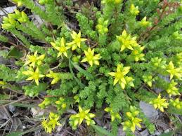 Image result for Sedum glomerifolium